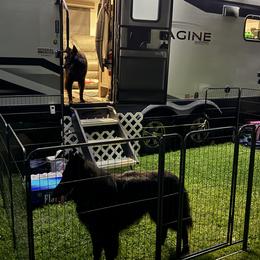 Belgian Sheepdog All Grown Up from John Busche