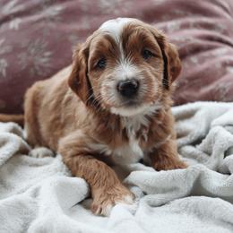 Matcha - Apricot female Goldendoodle puppy in Atlanta, Georgia from Cedarcrest Goldendoodles