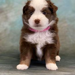 Miniature Australian Shepherd and Toy Australian Shepherd Puppies from Dugger Mountain Aussies