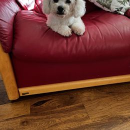 Coco - Bichon Frise