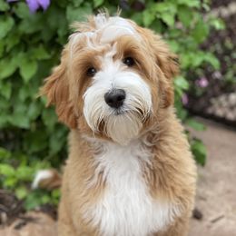 Norway - Australian Labradoodle