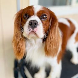 Pua’a - Cavalier King Charles Spaniel