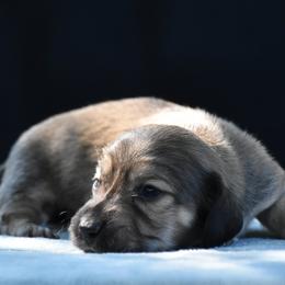 Zipper - Cream male Dachshund puppy in Lowell, Indiana from DesForges Dachshunds.
