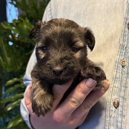 Skye Terrier puppies from Stars in the Skyes