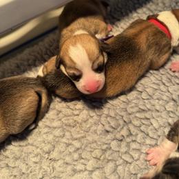 Green collar - Sable male Pembroke Welsh Corgi puppy in Wheatland, California from Emerald Corgis