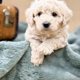 Bernedoodle and Goldendoodle Puppies from Have-a-Doodle Hill