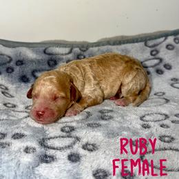 Ruby - Red  female Goldendoodle puppy in Beecher, Illinois from Erica’s Doodles