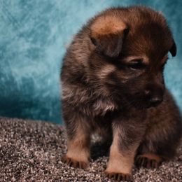 German Shepherd Puppies from Paws Of Germany