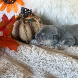 Boo Berry with OFA Parents - Tricolors male French Bulldog puppy in Billings, Montana from Yellowstone Frenchies