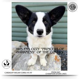 Ozzy - Cardigan Welsh Corgi