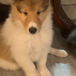 Collie Puppies from Whitehall Collies