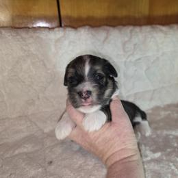 Boy 1 - Fawn sable male Havanese puppy in Deer Park, Washington from Mt. Top Havanese