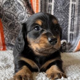 Beckham - Black and tan male Dachshund puppy in Pflugerville, Texas from Dream A Dream Dachshunds