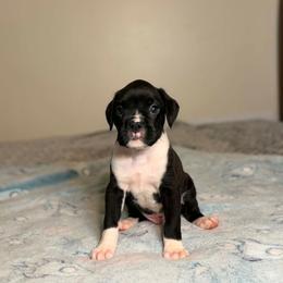 Boy 2 - Brindle male Boxer puppy in Prestonsburg, Kentucky from Diamond Standard Boxers