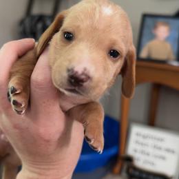 Dachshund Puppies from Maready Dachshunds