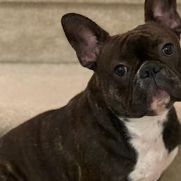 French Bulldogs from Harlow Frenchies