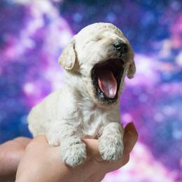 Venus - White female Poodle puppy in Pleasant Grove, Utah from Out of This World Poodles