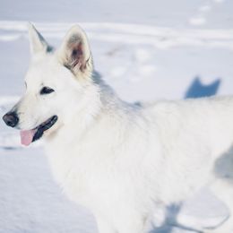 Spring - Berger Blanc Suisse