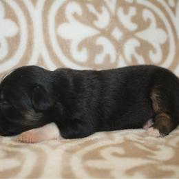 Roast - Black tri male Miniature Australian Shepherd puppy in Licking, Missouri from Burnett Aussies