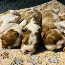 Shepherd - Blenheim male Cavalier King Charles Spaniel puppy in Gilbert, Arizona from Cacti Cavaliers