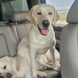 Eira - Labrador Retriever