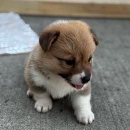 Melody - Sable female Pembroke Welsh Corgi puppy in Nortonville, Kansas from Low Riders Corgis & Mini Aussies