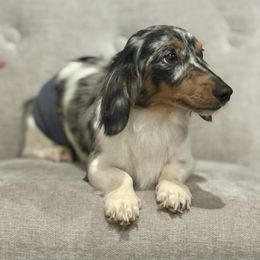 Polo - Dachshund