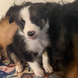 Lassie - Tri-color female Border Collie puppy in Paris, Texas from Broadmoor Farm