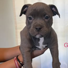 Girl 2 - American Bully puppy in Ocean City, Maryland from NV Kennels