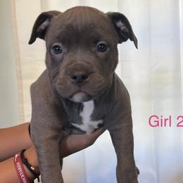 Girl 2 - American Bully puppy in Ocean City, Maryland from NV Kennels
