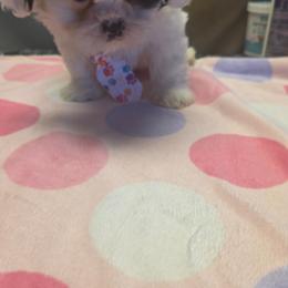 Dewey - Black and white male Shihpoo puppy in Mesa, Arizona from House of Zen Shihtzus