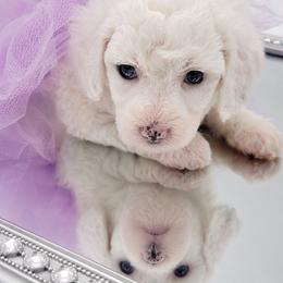 Sugar - Cream female Aussiedoodle puppy in Byron, Georgia from Southern Olive Doodles 🫒