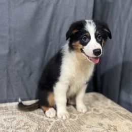 Watson - Black tri male Miniature American Shepherd puppy in Clinton, Missouri from Mockingbirds American Minis
