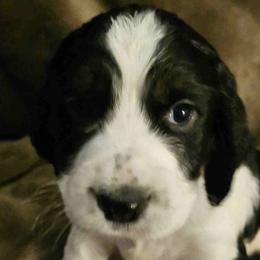 English Springer Spaniels from Springer's Parke