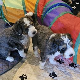 Aussiedoodle and Double Doodle Puppies from Parrish Precious Ones Texas