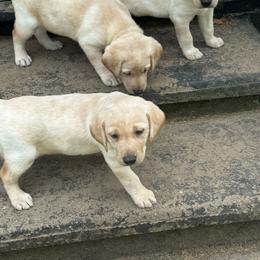 Labrador Retriever puppies from Gypsy Miracle Kennels