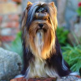 Uno - Biewer Terrier