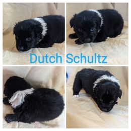 Boy 2 - Black & white Australian Shepherd puppy in Sanger, California from A&M Australian Shepherds