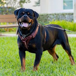 Machine - Rottweiler