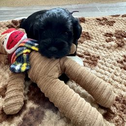 Miniature Schnauzer Puppies from Connie's Mini Schnauzer’s