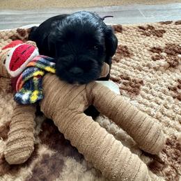 Miniature Schnauzer Puppies from Connie's Mini Schnauzer’s