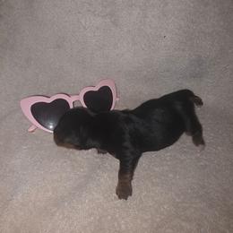 Pink Girl - Black and tan female Yorkshire Terrier puppy in St. Louis, Missouri from Yorkieville - Shih Tzu Nation