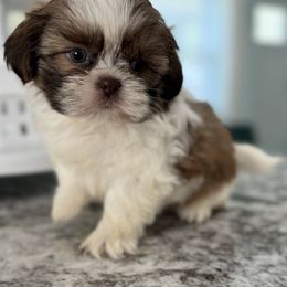 Carson - Red and white male Shih Tzu puppy in Fredericksburg, Virginia from Pumpkin Patch Pups