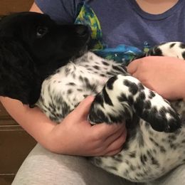 Large Münsterländer Puppies from CheddArris Kennel