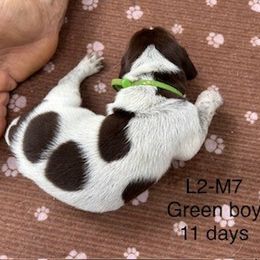 Boy 7 - Liver roan male German Shorthaired Pointer puppy in Dahlonega, Georgia from Pointer Mountain Bird Dogs
