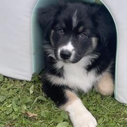 Australian Shepherd Puppies from Bedtime Story Australian Shepherds