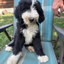 Grey - Black and white male Sheepadoodle puppy in Eleva, Wisconsin from Molly’s Doodles