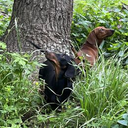 Dachshunds from Hidden Cedars AKC mini dachshunds