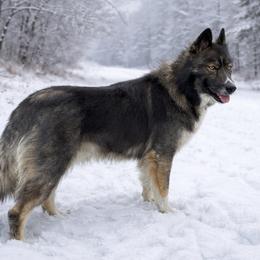 Siberian Huskies from Double H Siberians
