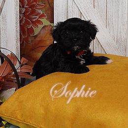 SOPHIE - Sizzle - SHOSHANA X - Black female Havanese puppy in Salt Lake City, Utah from Steal Your Heart Havanese